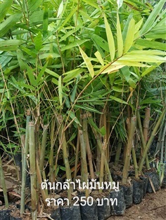 ไผ่มันหมู | แบมบูกรีน - เมืองน่าน น่าน