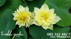 บัวหลวงสีเหลือง Yellow Peony | laddagarden - ลาดหลุมแก้ว ปทุมธานี