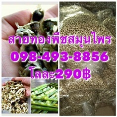 เม็ดมะรุมแห้ง โลละ290฿ สินค้าใหม่