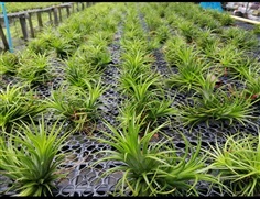 Tillandsia ,airplant