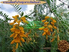 ขายเมล็ดโสนใหญ่