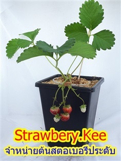 ต้นสตอเบอรี่ประดับ(ติดดอกติดผลแล้ว) | Strawbery Kee - คันนายาว กรุงเทพมหานคร