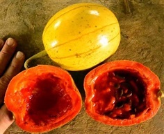 Panama passionfruit melon