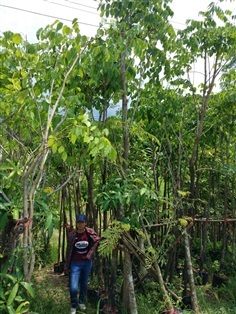 ต้นประดู่ป่า 2 นิ้ว สูง 3 เมตร | วุฒิไม้ล้อม - แก่งคอย สระบุรี