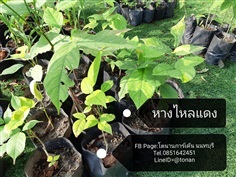 หางไหลแดง | บ้านหญ้าหวาน โตนานการ์เด้น นนทบุรี - ปากเกร็ด นนทบุรี