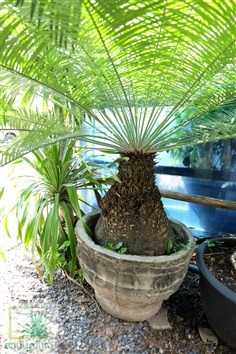 ปรงสระบุรี (Cycas Saraburi)