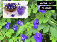 จำหน่ายเมล็ดพันธุ์ดอกอัญชัน (เมล็ดพันธุ์คุณภาพดี ราคาถูก)