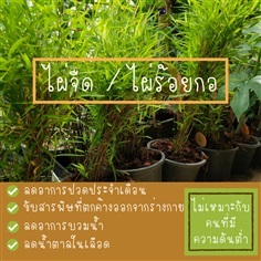 ไผ่จืด / ไผ่ร้อยกอ 	จุมพลฟาร์ม | จุมพลฟาร์ม - เมืองนครปฐม นครปฐม