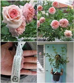 กุหลาบพุ่มอังกฤษAbraham Darby