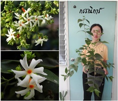 กรรณิการ์ (ไม้ดอกหอม) | สวนเบญจรงค์สุคนธ์ -  นครราชสีมา