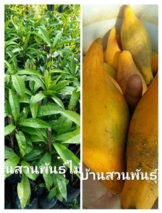 เซียนท้อ