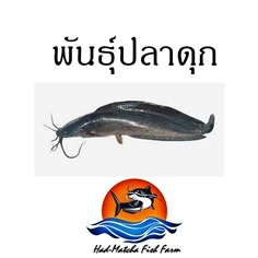 พันธุ์ปลาดุกบิ๊กอุย