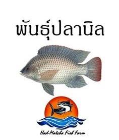 พันธุ์ปลานิลหมัน / ปลานิลแปลงเพศ