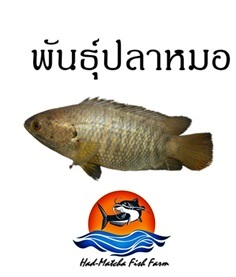 พันธุ์ปลาหมอแปลงเพศ (สายพันธุ์ชุมพร)