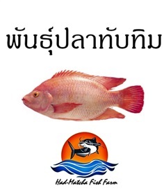 พันธุ์ปลาทับทิม