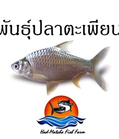 พันธุ์ปลาตะเพียน