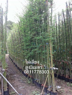 ไผ่เลี้ยงสูง 3 เมตร | สวนไผ่เลี้ยง - เมืองปราจีนบุรี ปราจีนบุรี