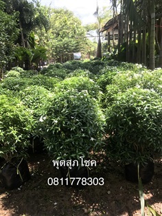 ต้นพุดสุภโชค | สวนไผ่เลี้ยง - เมืองปราจีนบุรี ปราจีนบุรี
