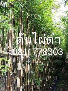 ต้นไผ่ดำ สูง 3 เมตร | สวนไผ่เลี้ยง - เมืองปราจีนบุรี ปราจีนบุรี