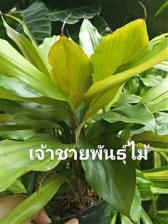 ว่านมหาเสนห์