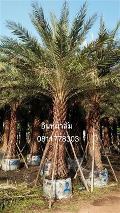 ต้นอินทผาลัม | สวนไผ่เลี้ยง - เมืองปราจีนบุรี ปราจีนบุรี