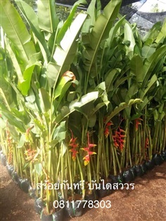 ต้นบันไดสวรรค์ | สวนไผ่เลี้ยง - เมืองปราจีนบุรี ปราจีนบุรี