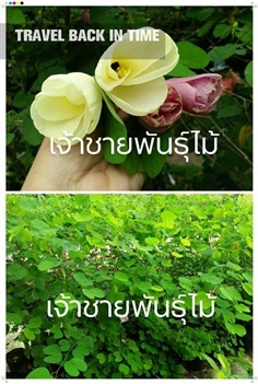 กาหลง | บ้านสวนพันธุ์ไม้ - นากลาง หนองบัวลำภู