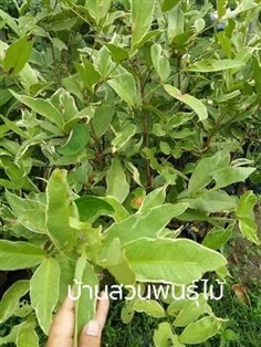 ชมพู่ทับทิมจันทร์ด่าง