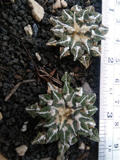 ariocarpus kotschoubeyanus elephantidens