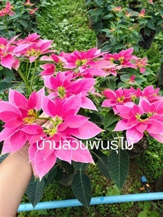 คริสมาสต์สีชมพู