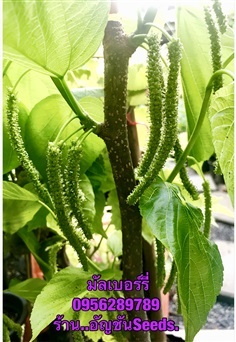 ขายกิ่งตอนมัลเบอรรี่ พันธุ์ หิมาละยันต์  (ช่อยาว หวานหอม) | อัญชัน seeds - สวนหลวง กรุงเทพมหานคร