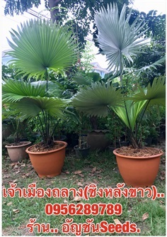 ขายต้นปาล์มเจ้าเมืองถลาง (ชิงหลังขาว) สวยๆ | อัญชัน seeds - สวนหลวง กรุงเทพมหานคร