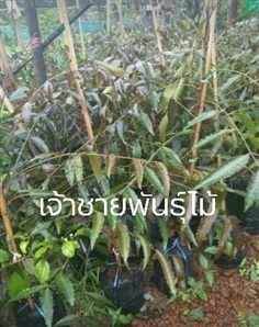 สะเดาดำ