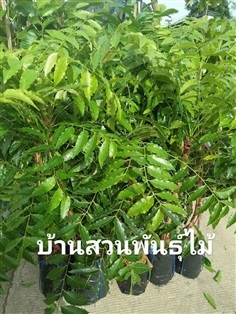 สะเดามันทวาย