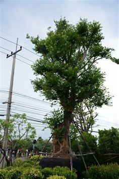 ชุมแสง หรือ ต้นแสง | ตุลย์รยา การ์เด้น - เมืองบุรีรัมย์ บุรีรัมย์