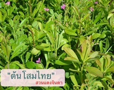 โสมไทย | สวนแดงจินดา -  เชียงใหม่