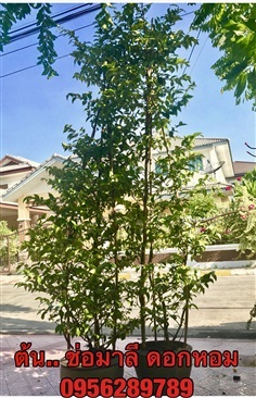 ขายต้น ช่อมาลี ,กุมาริกา,สร้อยสุมาลี ดอกหอม ความสูง 3 เมตร