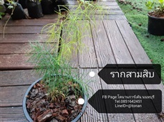 รากสามสิบ | บ้านหญ้าหวาน โตนานการ์เด้น นนทบุรี - ปากเกร็ด นนทบุรี