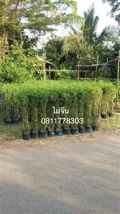 ต้นไผ่จีน | สวนไผ่เลี้ยง - เมืองปราจีนบุรี ปราจีนบุรี