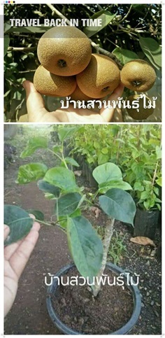 สาลี่หิมะ