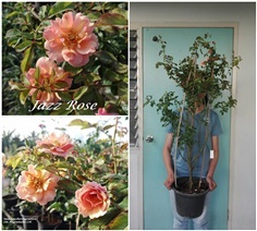 กุหลาบเลื้อย Jazz Rose (ดอกสีส้มอมชมพู)