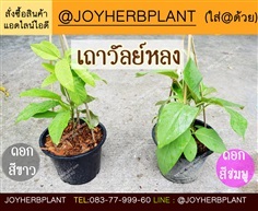 เถาวัลย์หลง ซื้อ 10แถม1 (ใช้ในทางเสน่ห์เมตตามหานิยม)  | ร้านจอยต้นสมุนไพร - หนองแขม กรุงเทพมหานคร