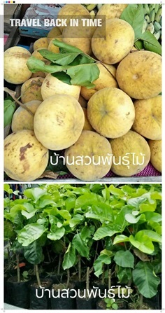 กระท้อนปุยฝ้าย