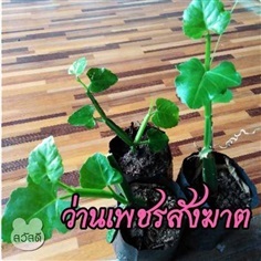 ว่านเพชรสังฆาต/ตำลึงทอง | หนุ่มอีสานใต้ -  บึงกาฬ