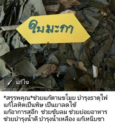 ใบมะกา