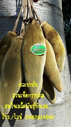 ขายเมล็ดพันธุ์ต้นเบาบับ Baobab แพคละ 350 บาท(มี 40 เมล็ด)