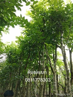 ต้นตะแบก | สวนไผ่เลี้ยง - เมืองปราจีนบุรี ปราจีนบุรี