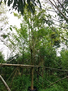 ต้นบุหงาส่าหรี | สวนไผ่เลี้ยง - เมืองปราจีนบุรี ปราจีนบุรี