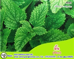 มิ้น (Mint) / 150 เมล็ด | seedsuccess (ซีดซักเซส) - เขื่องใน อุบลราชธานี