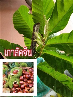 เกาลัคจีน